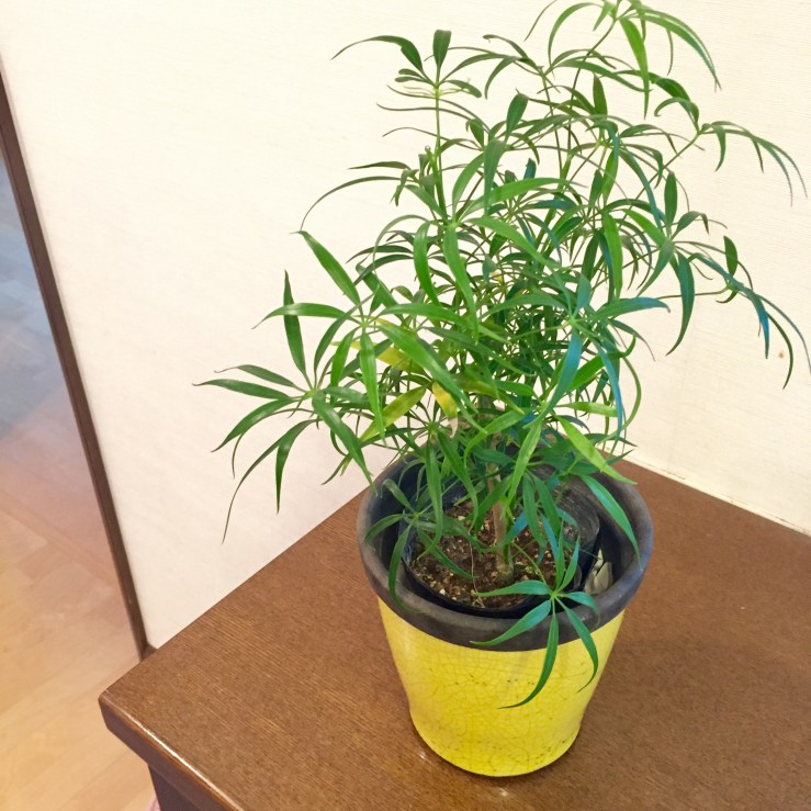 FullSizeRender (3) copy 7